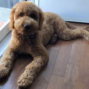 Meet your Posher, Yessica